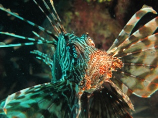 Pterois Miles